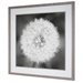 Dandelion Seedhead Framed Print - UTT2666