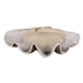Clam Shell Bowl - UTT1750