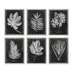 Foliage Framed Prints Set of 6 