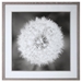 Dandelion Seedhead Framed Print - UTT2666
