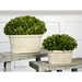 Oval Domes Preserved Boxwood Set of 2 - UTT2816